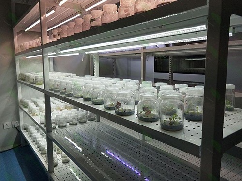 澄迈植物组织培养实验室设计建设方案